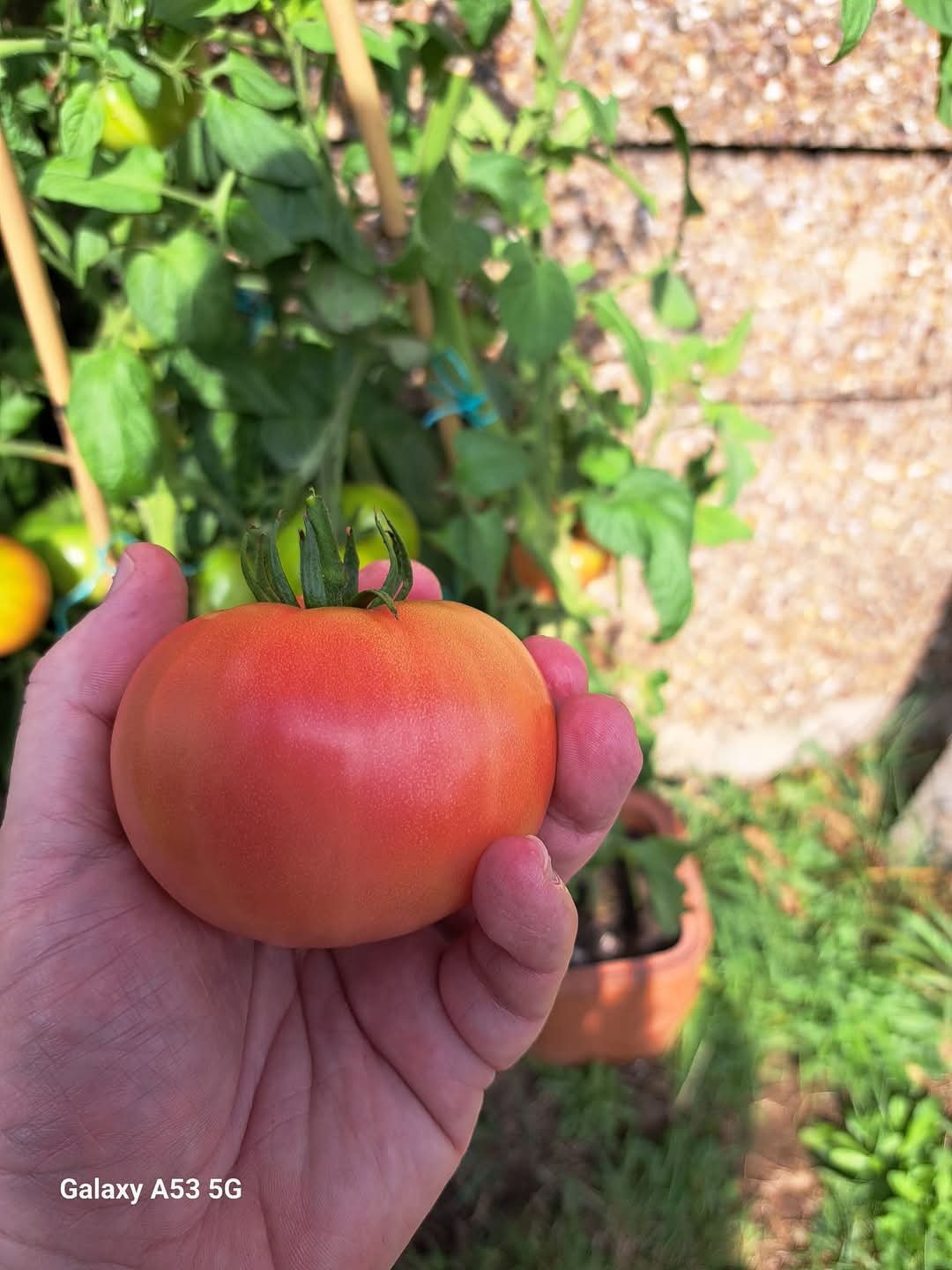 Grow tasty tomatoes with this all-inclusive kit. — StrawbaleVeg